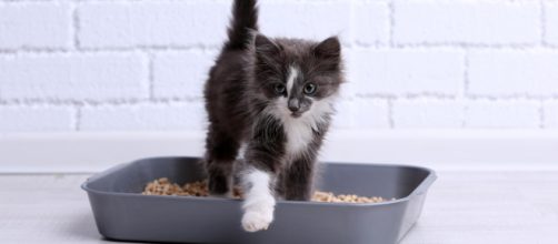 Mon chat fait pipi partout sauf dans sa litière ! | Dog & Cat'pattes - dog-cat-pattes.fr