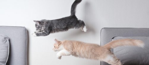 Votre chat fait-il assez d'activité physique ? | My Pet's Health - vetoquinol.com