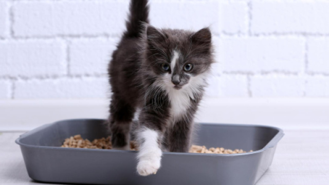 Mon chat fait pipi partout sauf dans sa litière ! | Dog & Cat'pattes - dog-cat-pattes.fr