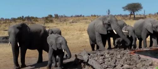 Surprise visit from wild elephants drink from pool. [Image source/Rumble Viral YouTube video]