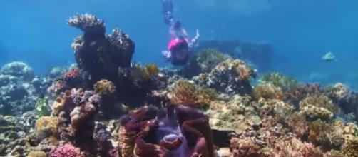 View of corals in Great Barrier Reef, Australia. [Image source - Queensland Australia / YouTube video]
