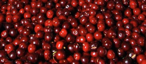 Las cerezas son jugosas perlas rojas son muy saludables