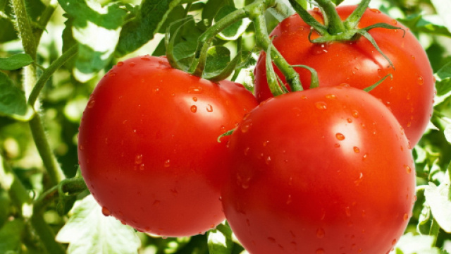 Culture des tomates &ndash; Jardinage - plantamalin.fr