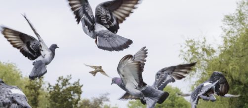 Los vecinos de Getafe hartos de las palomas