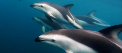 Swimming with Dolphins | New Zealand. [Image Credit: Dunedin Spearo Crew/YouTube screencap]