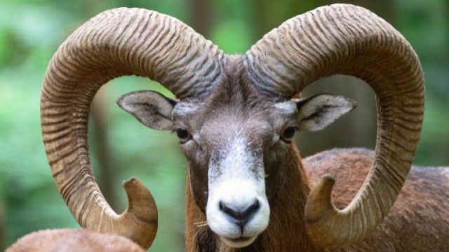 Oroscopo settimanale dal 30 settembre al 6 ottobre: Ariete taciturno, Vergine euforico.