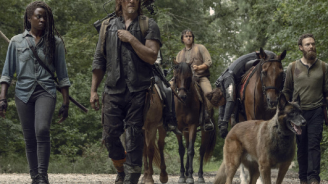 Dog, le chien de Daryl, accompagne les survivants depuis la saison 9 - fanpop.com