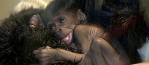 Cina, annunciata la creazione di un embrione ibrido uomo-scimmia