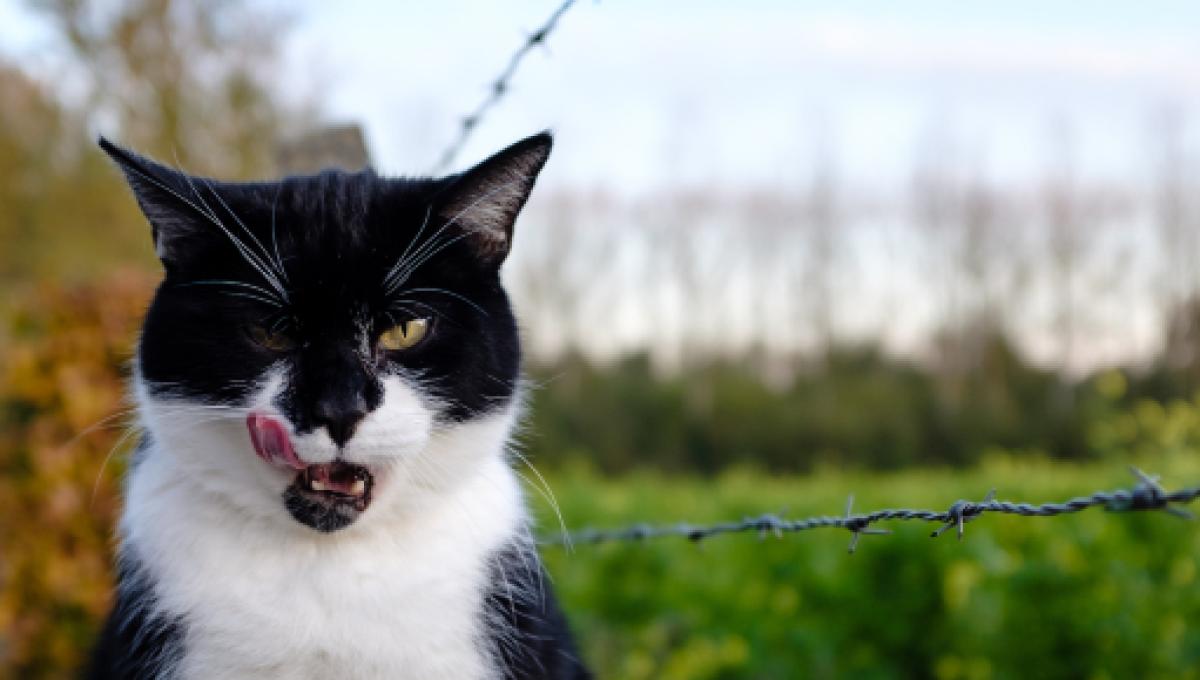 Val D Oise Des Corps De Chats Brules Retrouves A Cergy