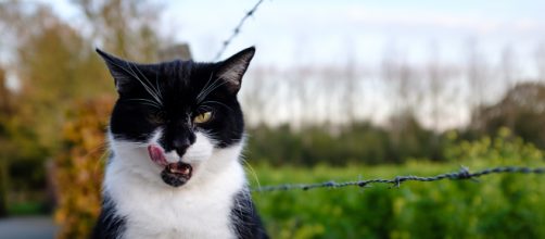 Biodiversité : nos chats tuent plus d'oiseaux que les éoliennes - wedemain.fr