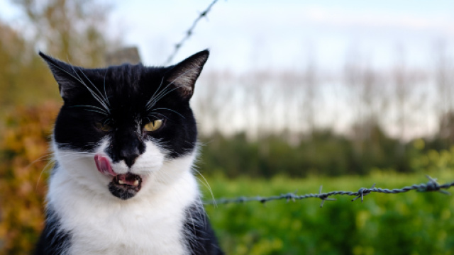 Biodiversité : nos chats tuent plus d'oiseaux que les éoliennes - wedemain.fr