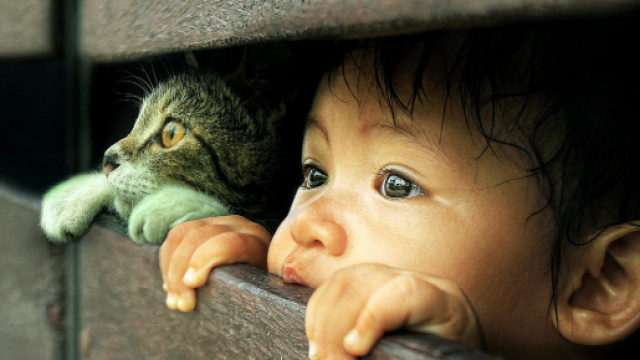 Fond d'écran : chat, Photoshop, nez, émotion, peau, petit garçon ... - wallhere.com