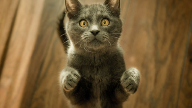 Payer son PV en offrant de la nourriture aux chats abandonnés - parismatch.be