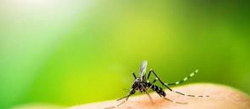 Dengue: allarme nelle Filippine