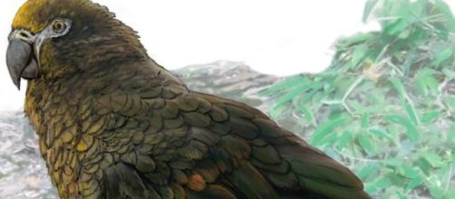 Il papagallo gigante vissuto 19 milioni di anni fa