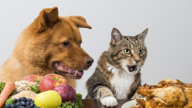 Fonds d'ecran 3840x2160 Chien Chat domestique Poulet rôti Fruits ... - 1zoom.me