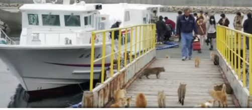 Japan's Cat Island. [Image source/- BBC News YouTube video]
