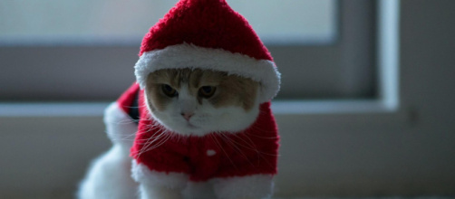 chat rouge de Noël habillé HD fond d'écran télécharger - besthdwallpaper.com