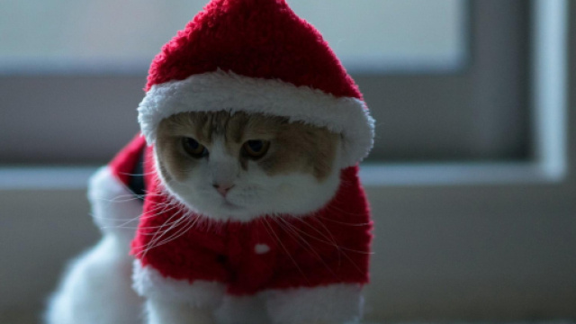 chat rouge de Noël habillé HD fond d'écran télécharger - besthdwallpaper.com