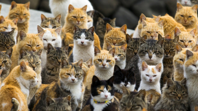 Vous avez aimé l'île aux chats au Japon? En voici 10 de plus ... - slate.fr