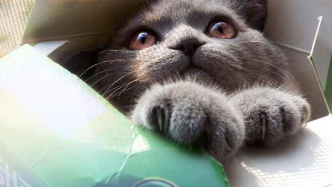 Fond d'écran : chaton, boîte, Chat cool, chat marrant, drôle ... - wallhere.com