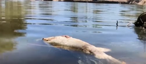 What caused the death of a million fish in Australia’s Murray-Darling Basin? [Image source/Guardian Australia YouTube video]