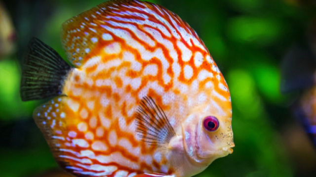 Oroscopo 13 settembre: amore 'top' per Pesci, Ariete sospettoso.