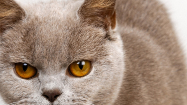 Fond d'&eacute;cran : visage, chat, col&egrave;re, nez, moustaches, Bleu russe ... - wallhere.com