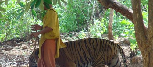 Over half of the tigers rescued from Thailand tourist attraction are dead. (Image credit: MichaelJanich/Wikimedia Commons)