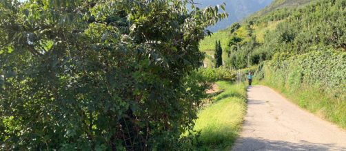 Merano, neonato trovato morto sotto un cespuglio: fermata la madre