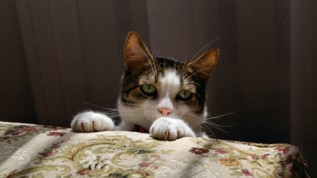 5 choses à faire pour que votre chat ne vous réveille pas la nuit. Credit : Immortal Shots/Pexels