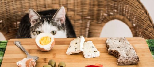 10 aliments dangereux pour les chats | Bulle Bleue - bullebleue.fr