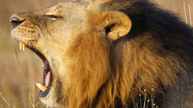 Oroscopo ottobre, Leone: sar&agrave; un mese difficoltoso