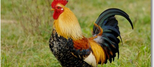 Australia, donna muore dopo essere stata aggredita da un gallo nel pollaio