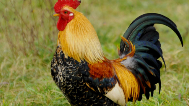 Australia, donna muore dopo essere stata aggredita da un gallo nel pollaio