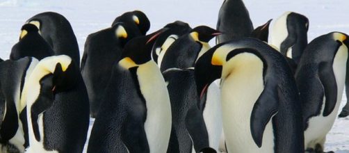 Mappato il dna di 19 specie di pinguini