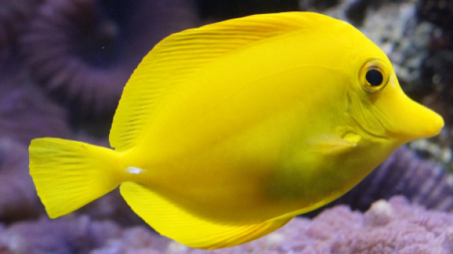 Oroscopo 23 settembre: passione al 'top' per Cancro e Pesci.