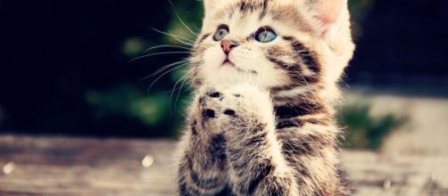 Les 10 bonnes raisons d'avoir un chat (Plutôt qu'un enfant ... - allomamandodo.com