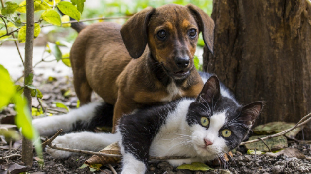 La d&eacute;finition de Fredaine - Le dictionnaire des jolis mots - jolismots.fr