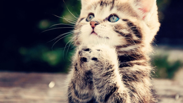 Les 10 bonnes raisons d'avoir un chat (Plutôt qu'un enfant ... - allomamandodo.com