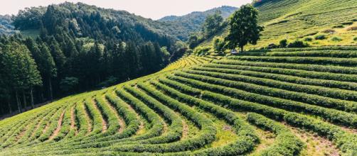 Plantations de thé en Corée du Sud