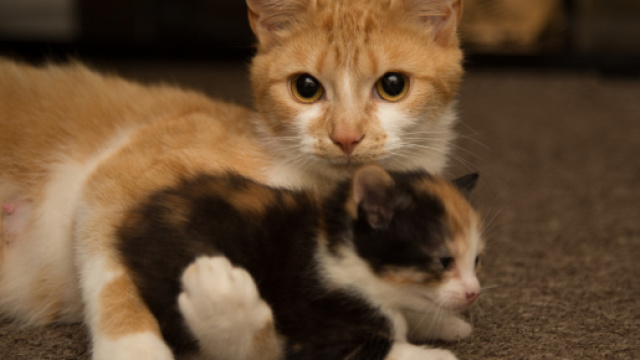 Beautiful Cat Free Stock Photo - Public Domain Pictures - publicdomainpictures.net