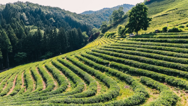 Plantations de th&eacute; en Cor&eacute;e du Sud