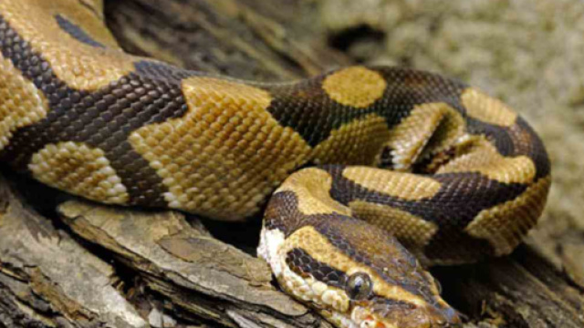 Pitone avvistato a Roma sud: la denuncia di un residente