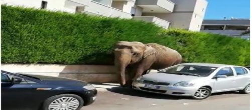 Francavilla Fontana, elefante fugge dal circo e va a spasso in città: video diventa virale