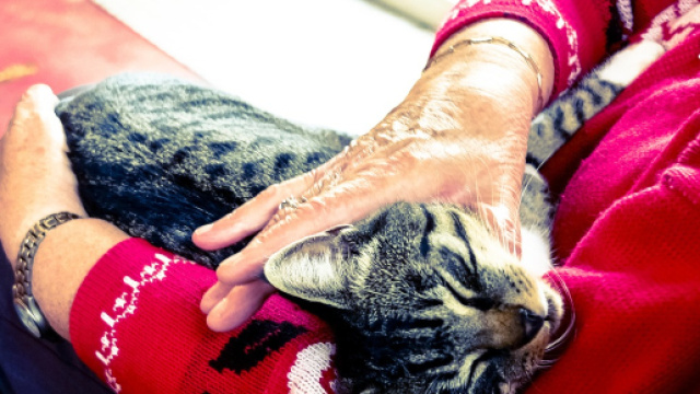 Le fusa del gatto fanno bene al cuore