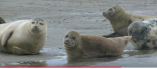 Seals continue to thrive in the River Thames. [Image source/Tom Edwards, BBC London YouTube video]
