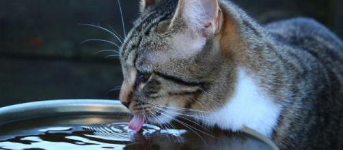Pourquoi le chat ne boit pas dans sa gamelle?