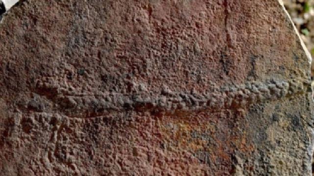 Le tracce del primo animale sulla terra