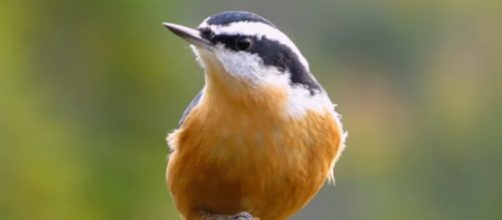 Photograph of a nuthatch. [Image source/LesleytheBirdNerd YouTube video]